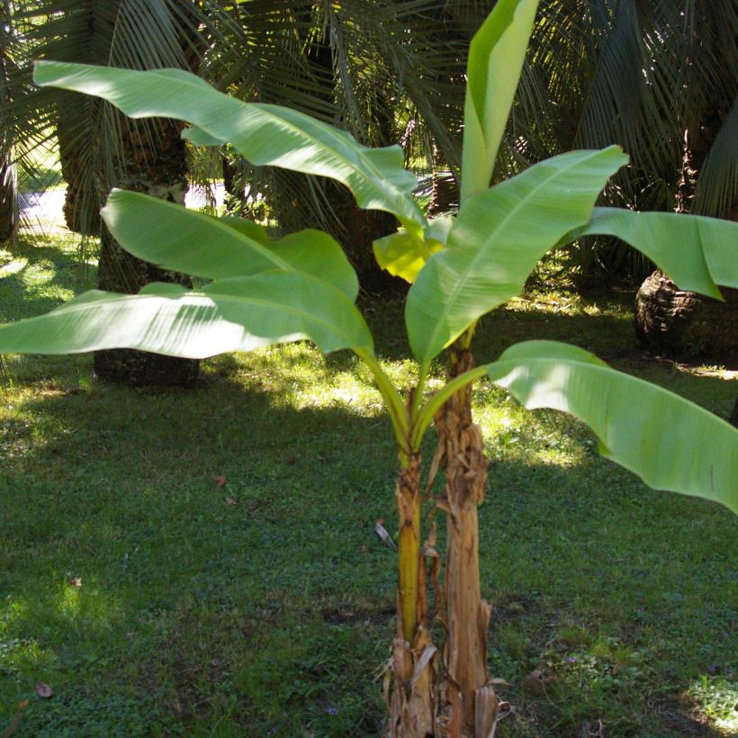 Musa basjoo - Bananier du Japon (Plant habit)