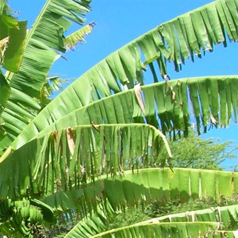 Musa itinerans Mekong Giant - Bananier voyageur (Foliage)