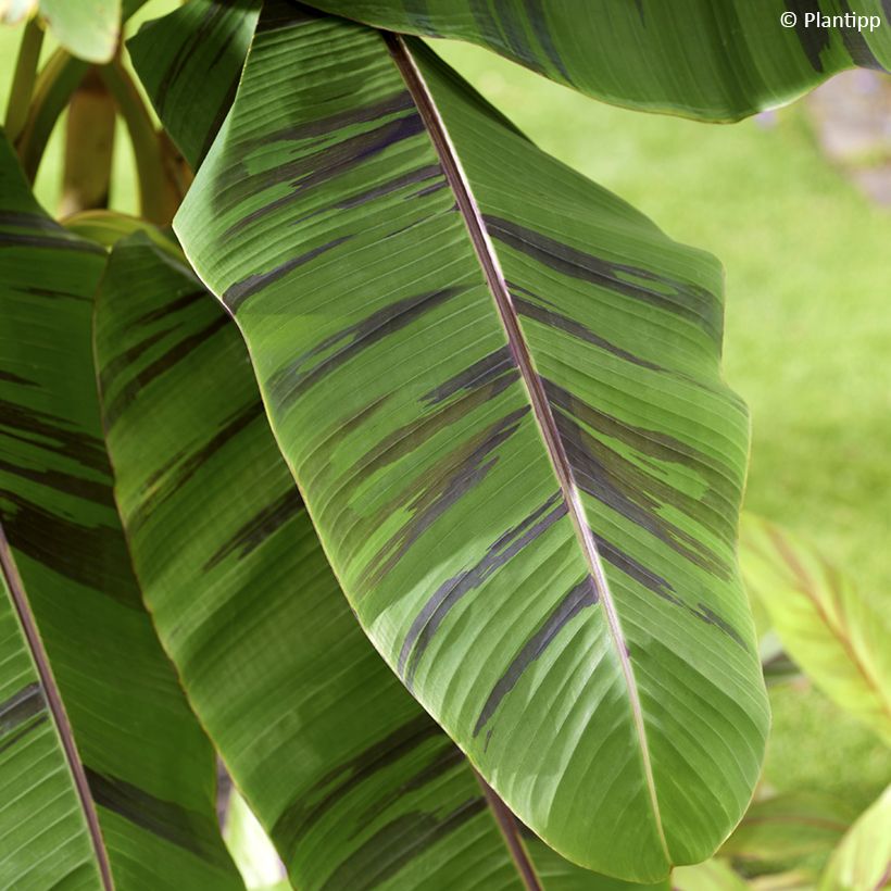 Musa sikkimensis Ever Red - Bananier du Sikkim (Feuillage)