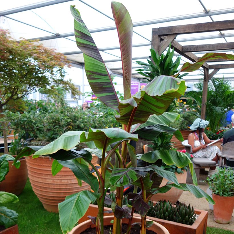 Musa sikkimensis Ever Red - Bananier du Sikkim (Port)