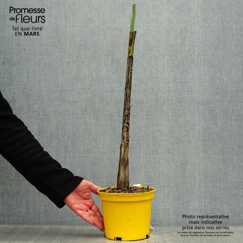 Example of Musa sikkimensis Red Tiger - Bananier du Sikkim Pot de 3L/4L as you get in printemps