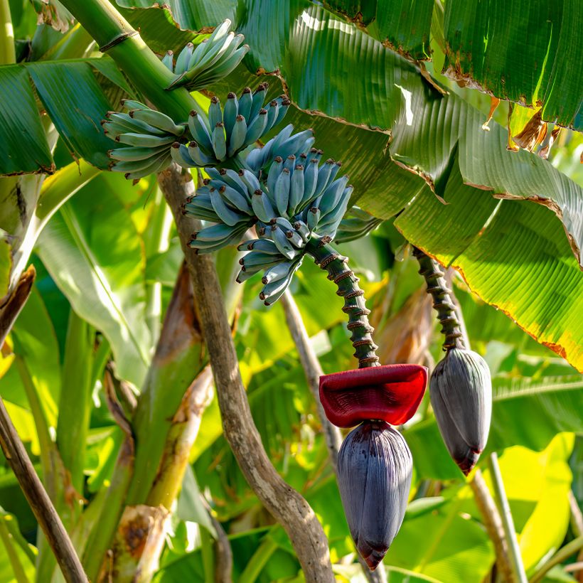 Bananier - Musa acuminata Ice Cream (Port)