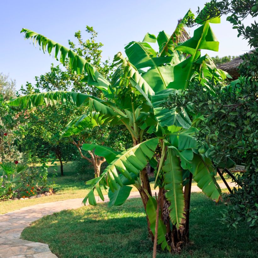 Bananier - Musa × paradisiaca Pisang Serbu (Port)