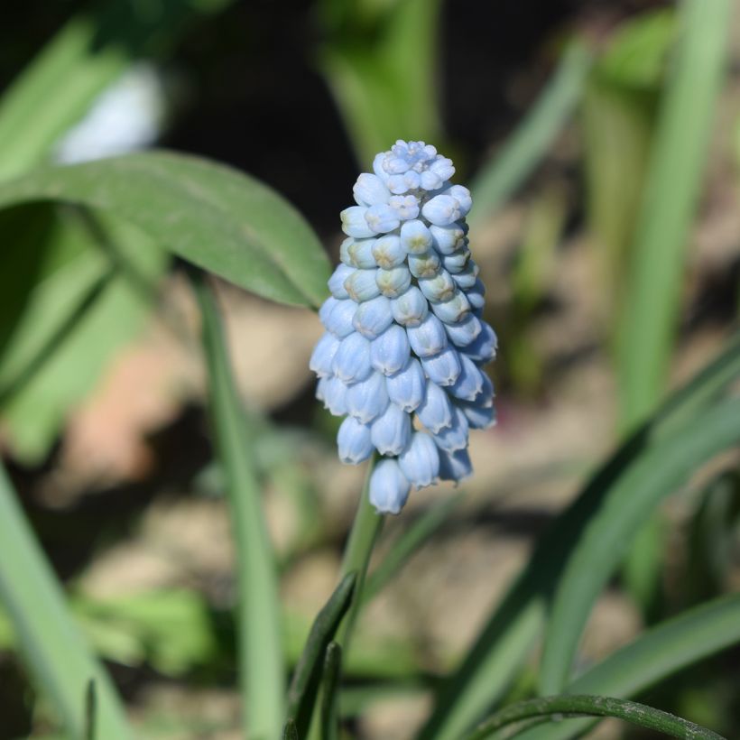 Muscari Baby's Breath (Jenny Robinson) (Flowering)
