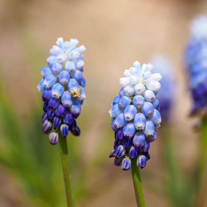 Muscari Mount Hood (Flowering)