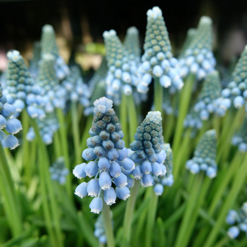 Muscari armeniacum Aqua Magic (Flowering)