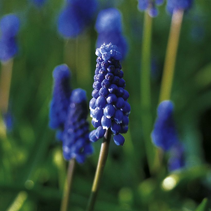 Muscari botryoides Superstar (Flowering)