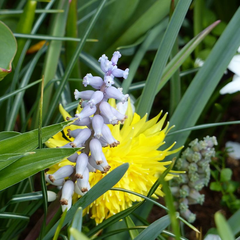 Muscari muscarimi (racemosum) (Flowering)