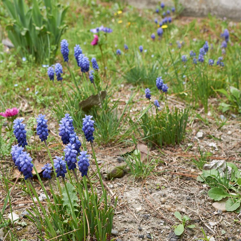Muscari neglectum (Port)