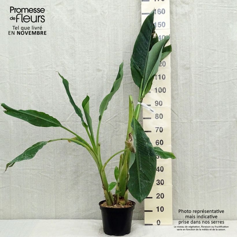 Spécimen de Musella lasiocarpa - Bananier nain Pot de 3L/4L tel que livré en automne