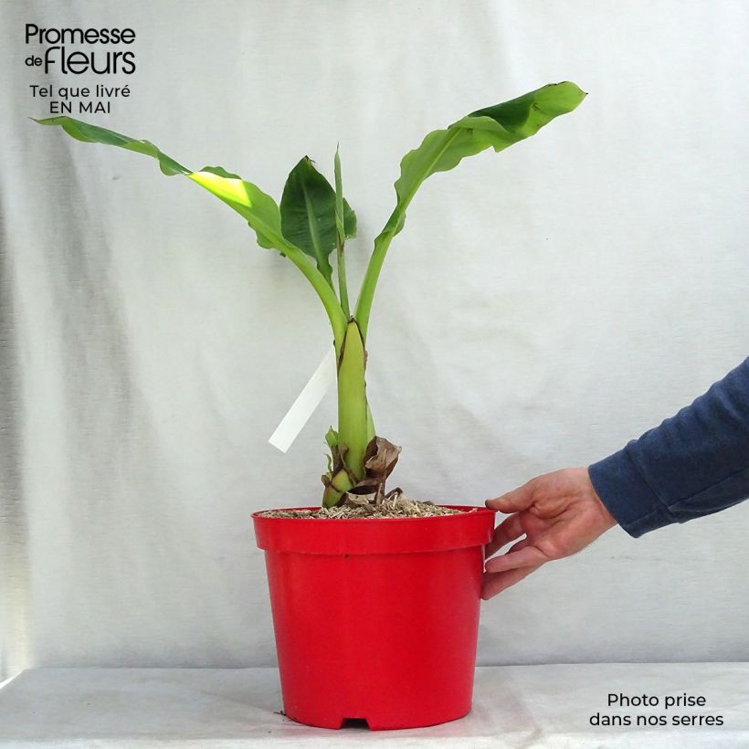 Example of Musella lasiocarpa - Bananier nain Pot de 4L/5L as you get in printemps