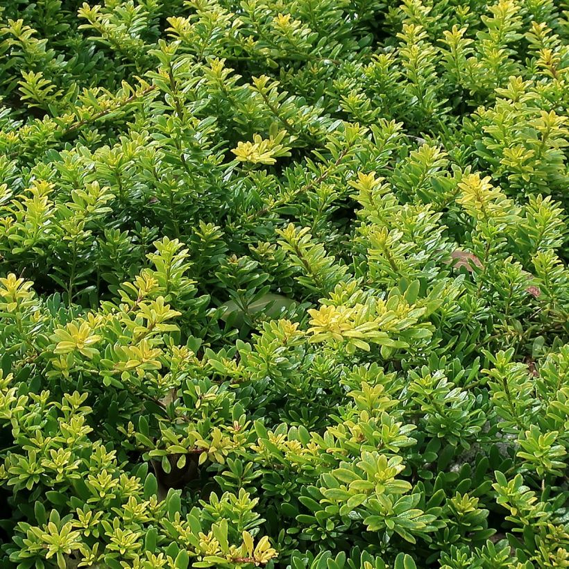 Myoporum parvifolium à fleurs blanches (Feuillage)