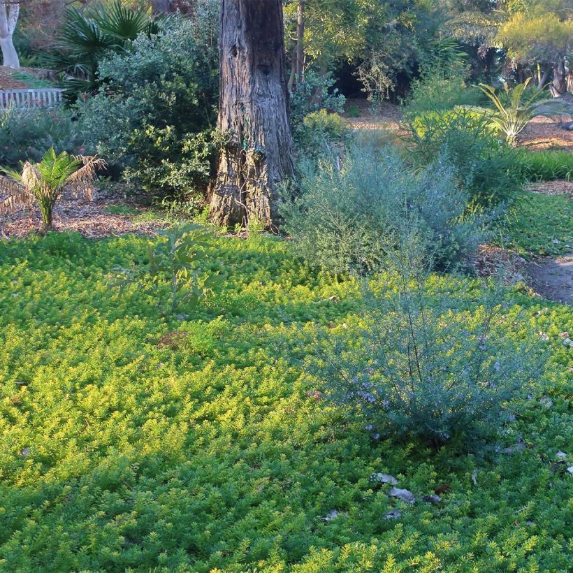 Myoporum parvifolium à fleurs blanches (Port)