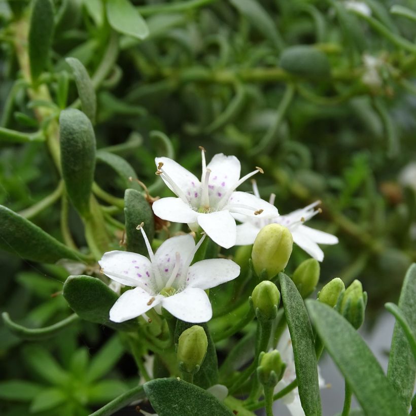 Myoporum parvifolium à fleurs blanches (Floraison)