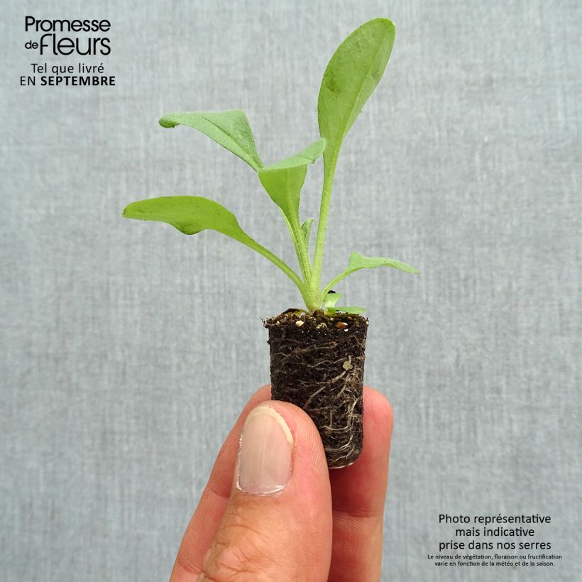 Spécimen de Myosotis Blue Sylva  Mini-motte Ø 1,5/2,5 cm, Plant vert de 3 à 5 cm de haut environ tel que livré en automne