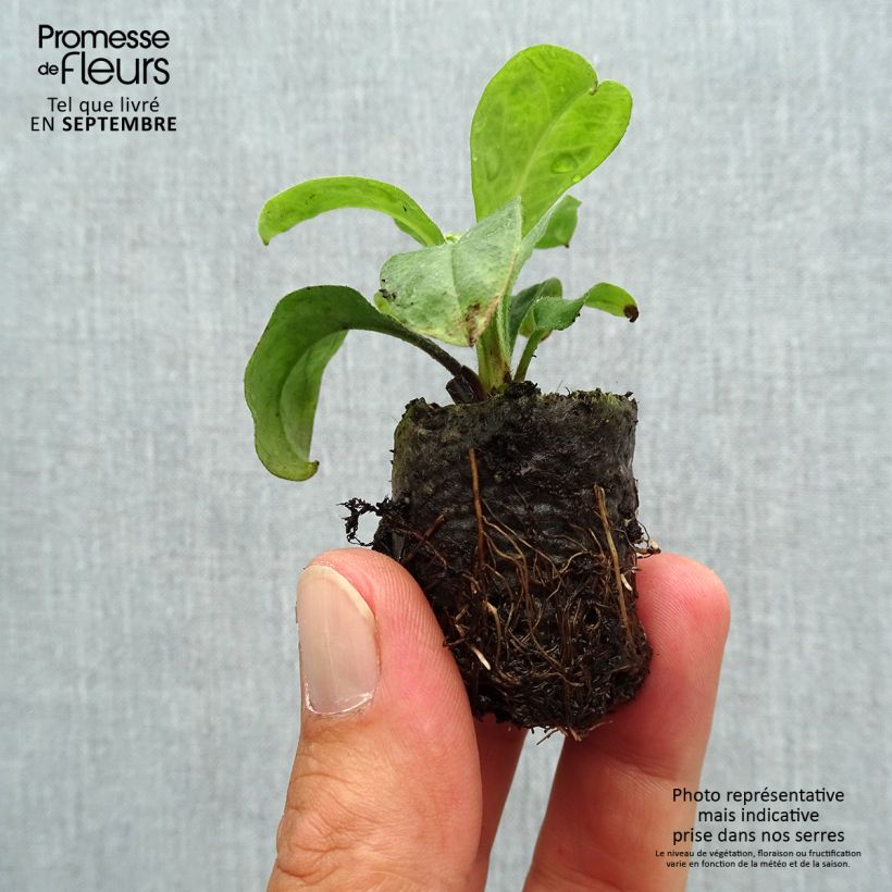 Spécimen de Myosotis Myomark Mini-motte Ø 3/4 cm tel que livré en automne