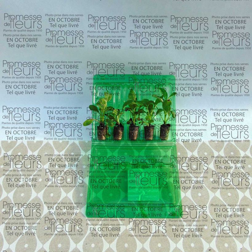 Exemple de spécimen de Myosotis Roi des Carmins - Myosotis sylvatica Mini-motte Ø 3/4 cm, Plant vert de 3 à 5 cm de haut environ tel que livré