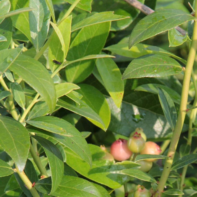 Myrtille d'Amérique - Vaccinium corymbosum Duke (Foliage)