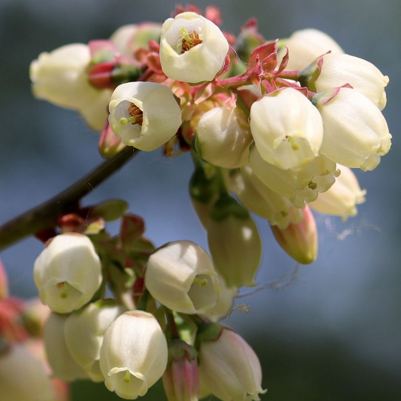 Myrtille d'Amérique - Vaccinium corymbosum North Blue (Floraison)