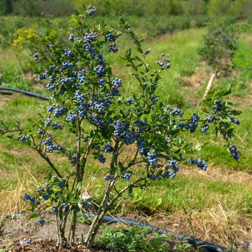 Myrtille d'Amérique - Vaccinium corymbosum North Blue (Port)