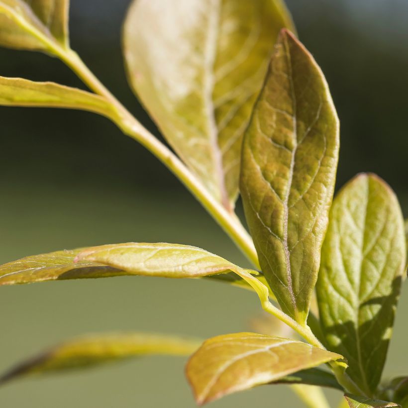 Myrtille d'Amérique - Vaccinium corymbosum Northland (Feuillage)