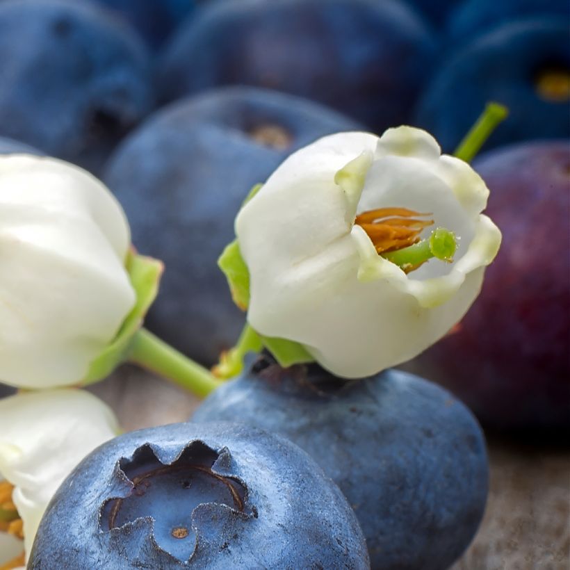 Myrtille d'Amérique - Vaccinium corymbosum Pionner (Flowering)