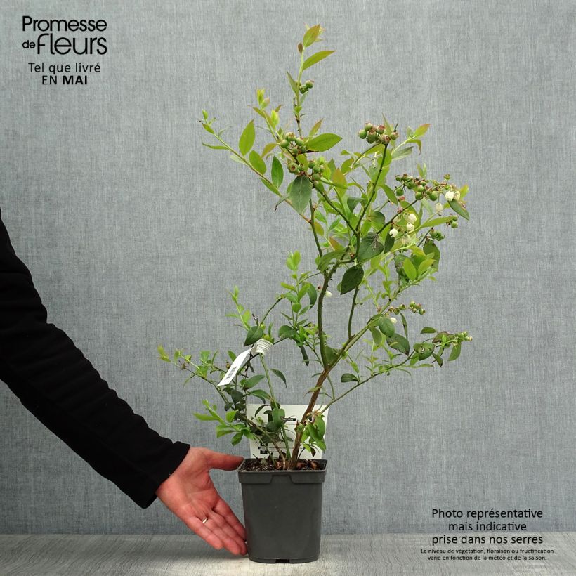 Example of Myrtille d'Amérique - Vaccinium corymbosum Atlantic Pot de 1,5L/2L as you get in printemps
