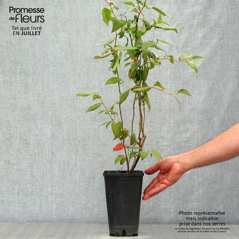 Spécimen de Myrtille d'Amérique - Vaccinium corymbosum Brigitta Pot de 1,5L/2L, Buisson tel que livré en été