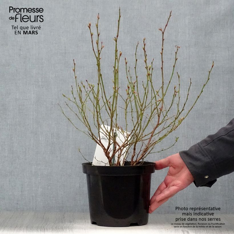 Example of Myrtille d'Amérique - Vaccinium corymbosum Brigitta Pot de 1,5L/2L, Buisson as you get in printemps