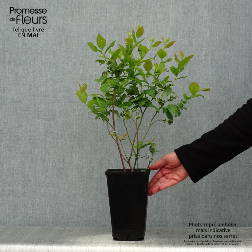 Spécimen de Myrtille d'Amérique - Vaccinium corymbosum Ivanhoe Pot de 1,5L/2L, Buisson tel que livré au printemps