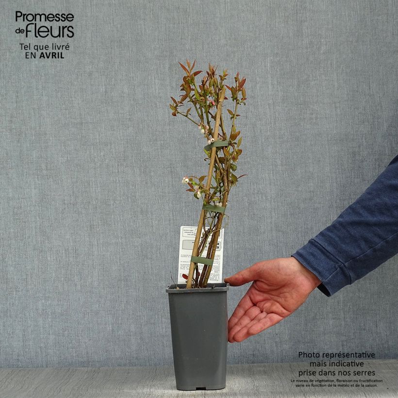 Spécimen de Myrtillier Brigitta Blue Bio Pot de 1,5L/2L, Buisson tel que livré au printemps