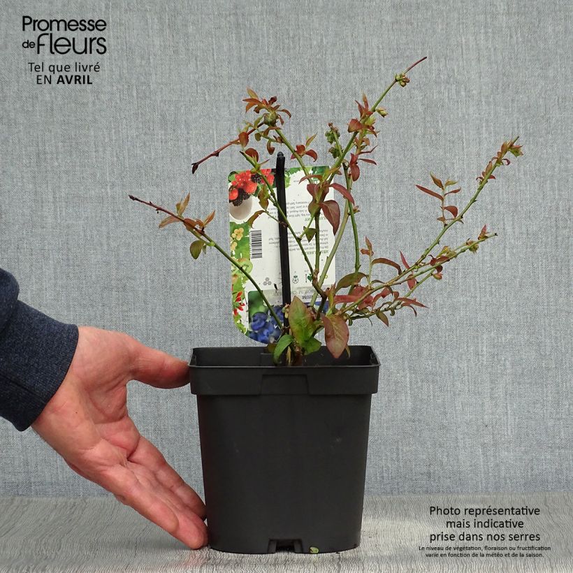 Example of Myrtillier Chandler - Vaccinium corymbosum Pot de 1,5L/2L, Buisson as you get in printemps