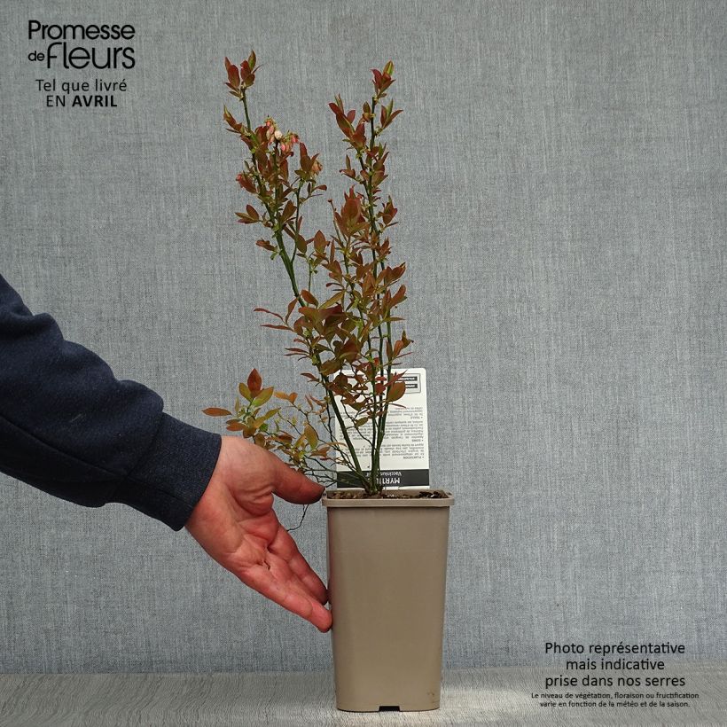 Spécimen de Myrtillier Emil - Vaccinum corymbosum Pot de 1,5L/2L, Buisson tel que livré au printemps