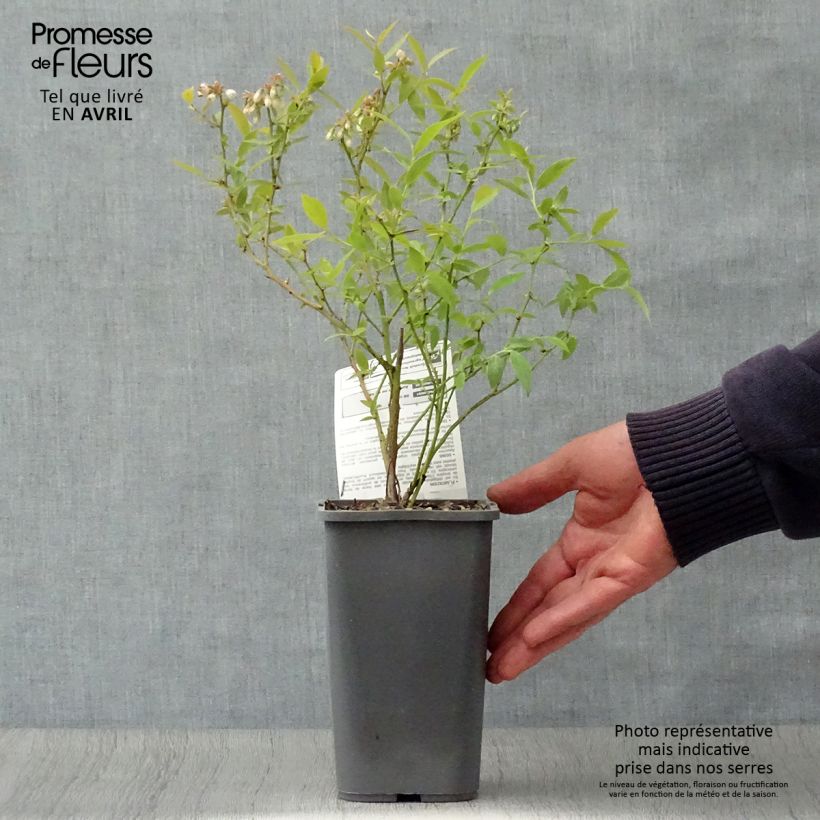 Spécimen de Myrtillier Pink Lemonade BIO Pot de 1,5L/2L, Buisson tel que livré au printemps