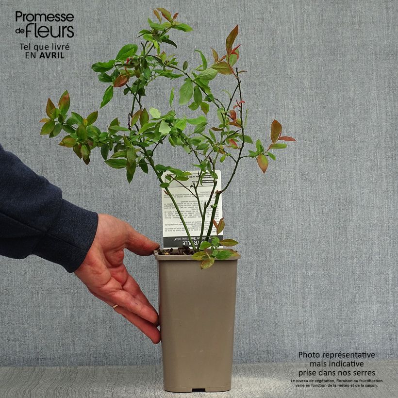 Example of Myrtillier Sunshine Blue - Vaccinum corymbosum Godet de 8/9 cm, Buisson as you get in printemps