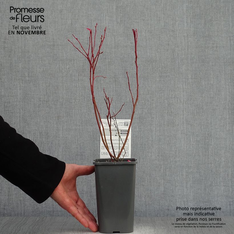 Spécimen de Myrtillier d’Amérique Patriot Bio Pot de 1,5L/2L, Buisson tel que livré en automne