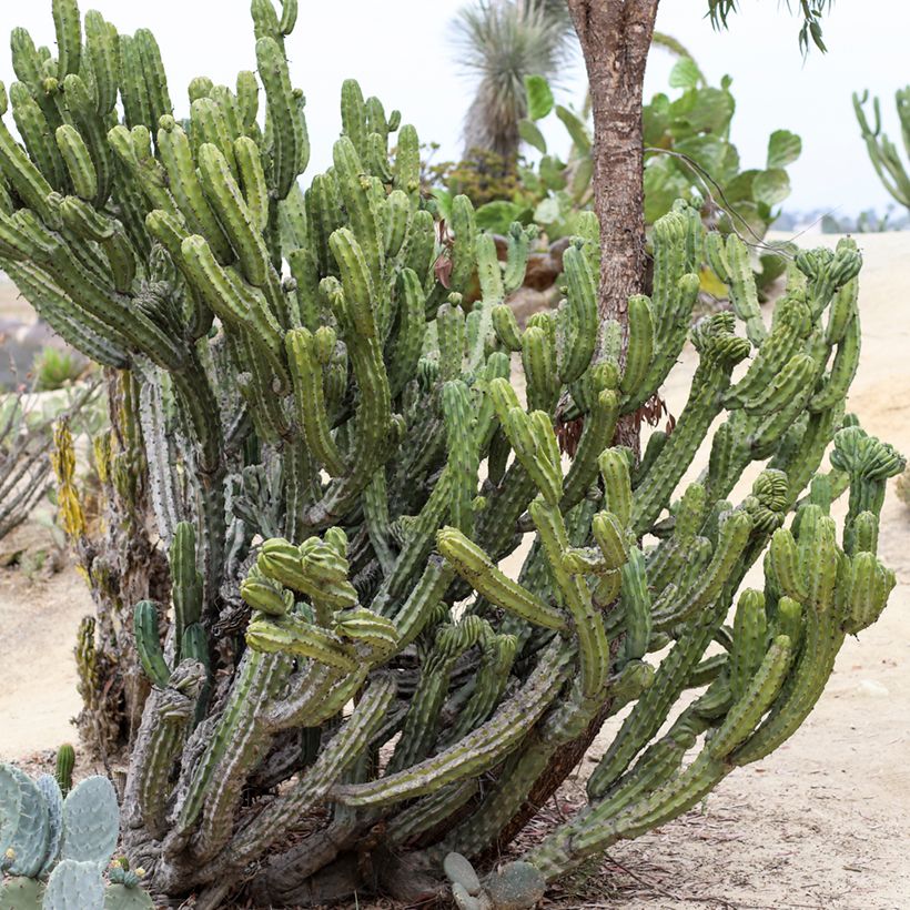 Myrtillocactus geometrizans - Chandelle Bleue (Plant habit)