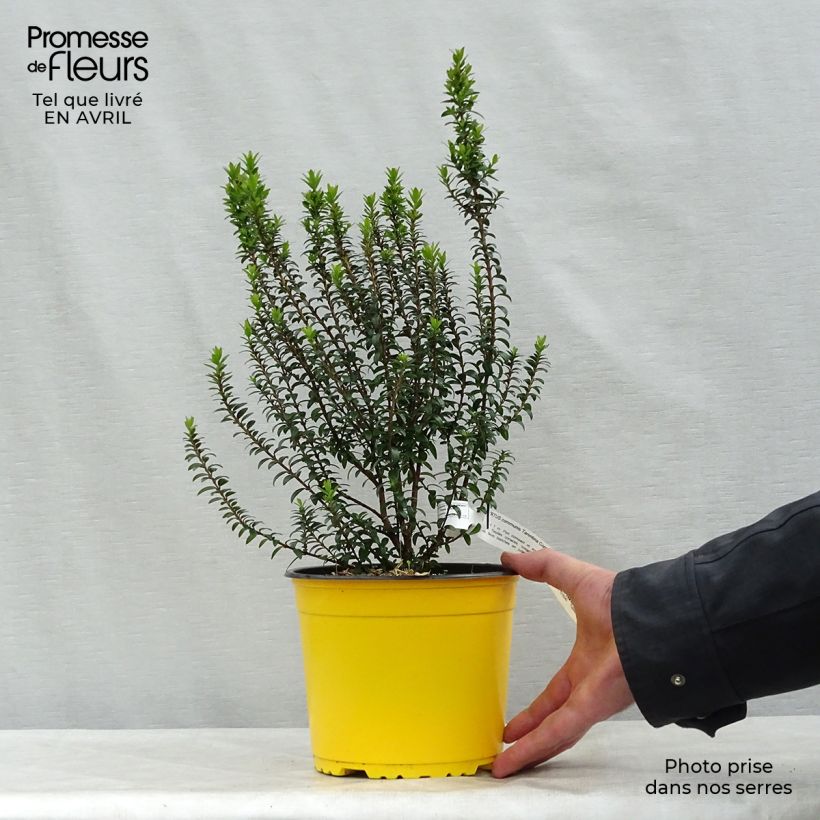 Spécimen de Myrtus communis Tarentina - Myrte commun  Pot de 2L/3L tel que livré au printemps