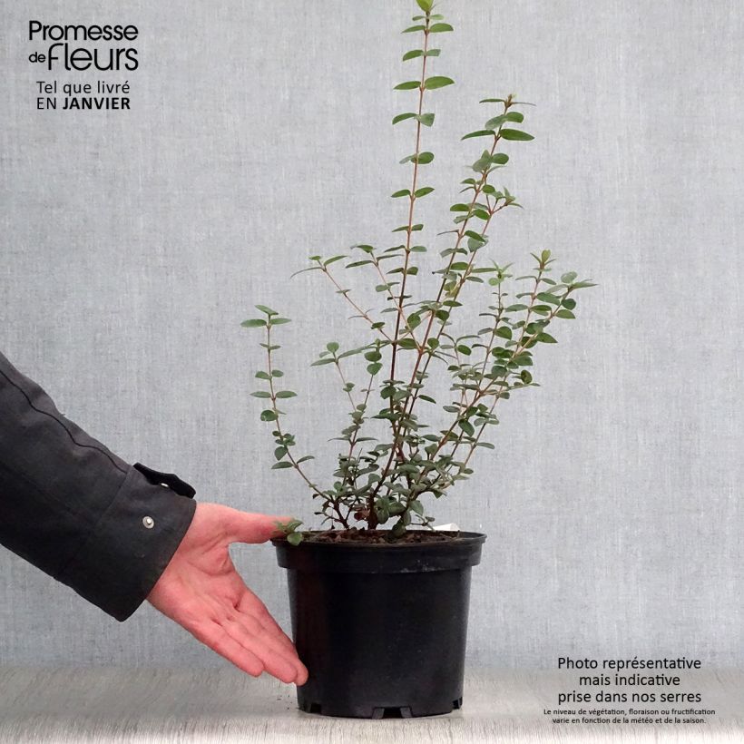 Spécimen de Myrtus ugni Pot de 2L/3L tel que livré en hiver