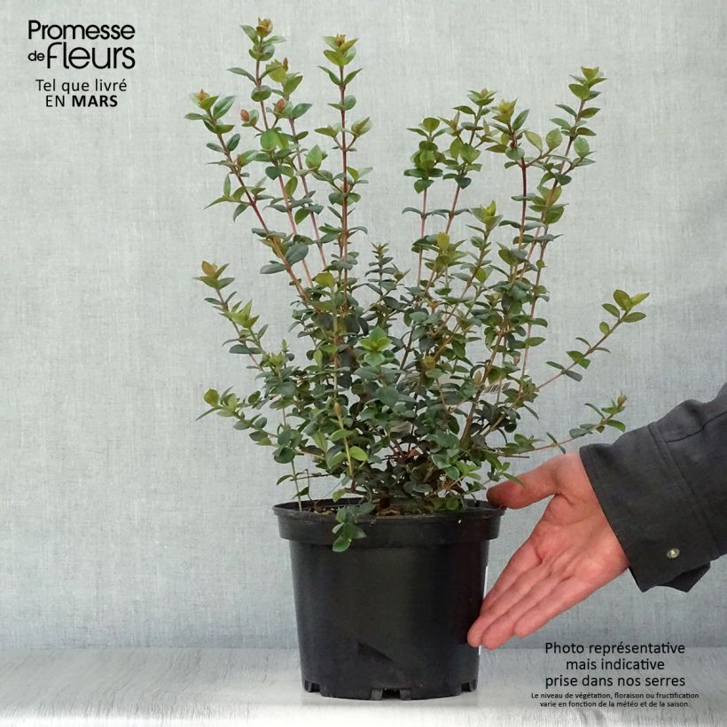 Example of Myrtus ugni ou Ugni molinae Elite Pot de 2L/3L as you get in printemps