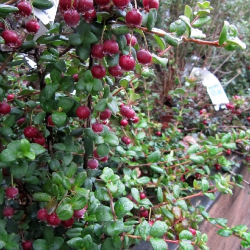 Myrtus ugni ou Ugni molinae Elite (Harvest)