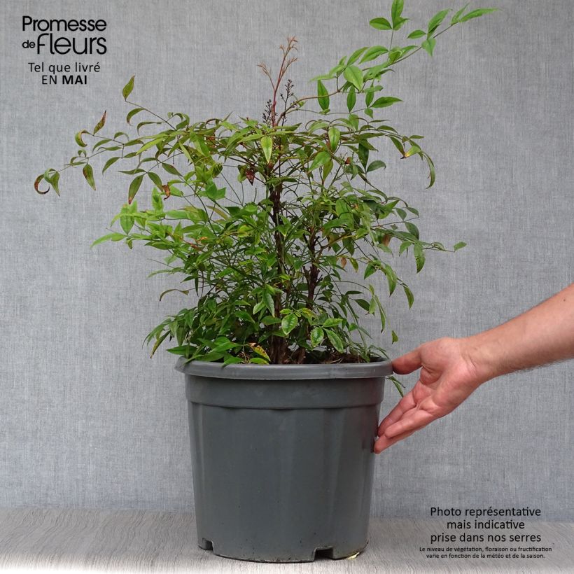Spécimen de Nandina domestica - Bambou sacré Pot de 7,5L/10L tel que livré au printemps