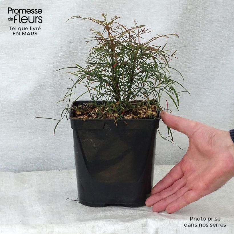 Example of Nandina domestica Filamentosa - Bambou sacré  Pot de 2L/3L as you get in printemps