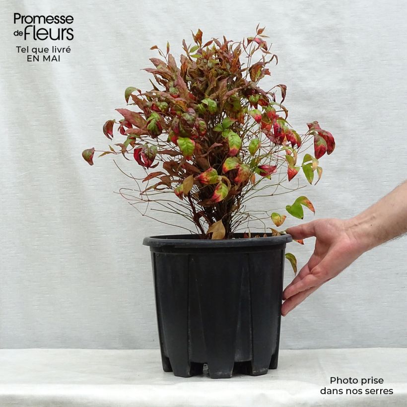 Spécimen de Nandina domestica Fire Power - Bambou sacré  Pot de 7,5L/10L tel que livré au printemps