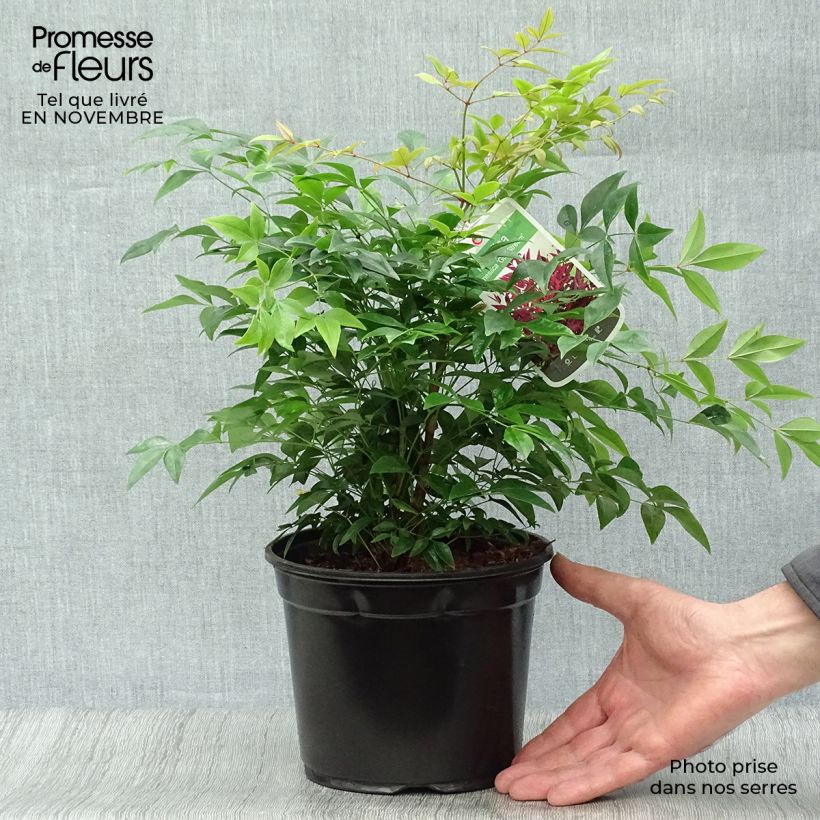 Spécimen de Nandina domestica Gulf Stream - Bambou sacré orange cuivre Pot de 2L/3L tel que livré en automne