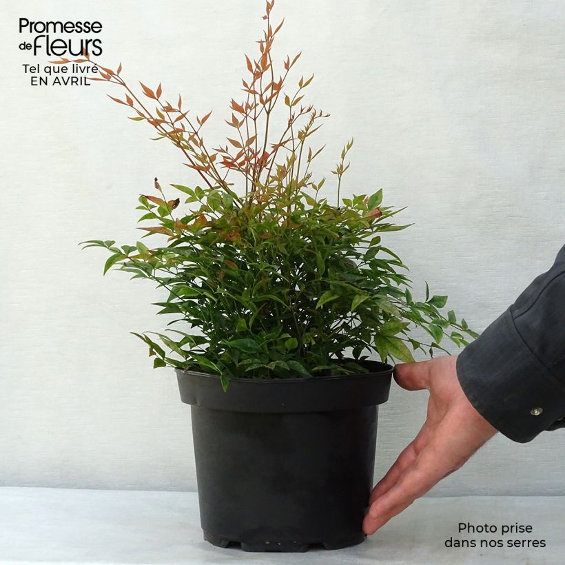 Spécimen de Nandina domestica Gulf Stream - Bambou sacré orange cuivre Pot de 2L/3L tel que livré au printemps