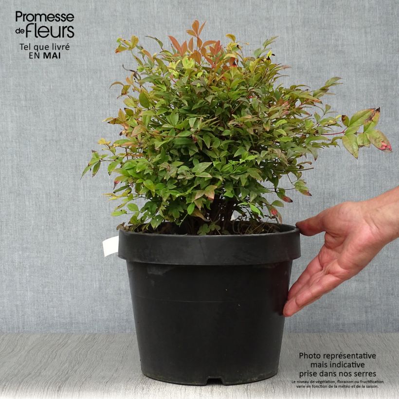 Spécimen de Nandina domestica Gulf Stream - Bambou sacré orange cuivre Pot de 7,5L/10L tel que livré au printemps