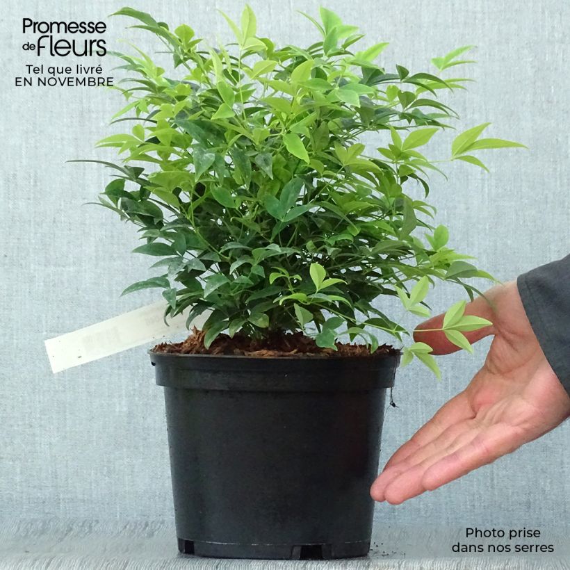 Spécimen de Nandina domestica Lemon Lime - Bambou sacré Pot de 2L/3L tel que livré en automne