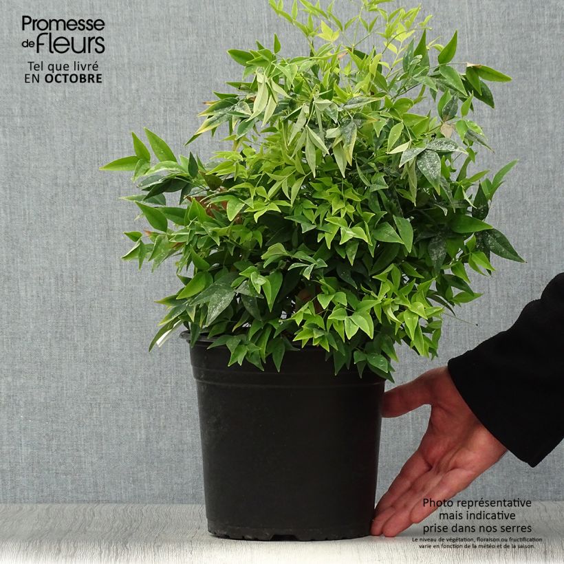 Spécimen de Nandina domestica Lemon Lime - Bambou sacré Pot de 4L/5L tel que livré en automne