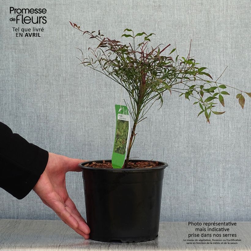 Example of Nandina domestica Richmond - Bambou sacré Pot de 2L/3L as you get in printemps